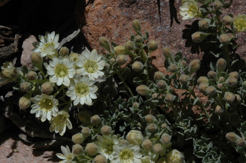 Malesherbia lirana (Malesherbia lirana)