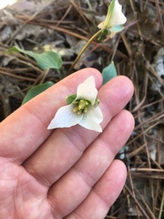 Pseudotrillium rivale