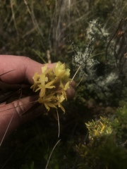 Epidendrum zipaquiranum