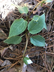 Pseudotrillium rivale