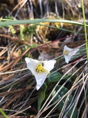 Pseudotrillium rivale