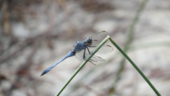 Orthetrum boumiera