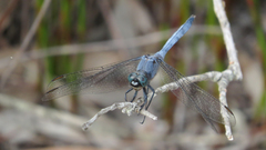 Orthetrum boumiera
