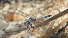 Orthetrum boumiera