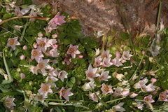 Lysimachia buxifolia