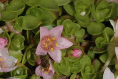 Lysimachia buxifolia