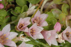 Lysimachia buxifolia