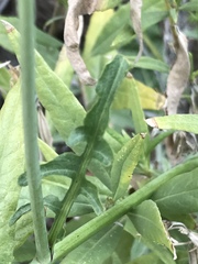 Dryopetalon runcinatum