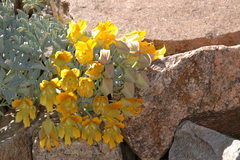 Tropaeolaceae