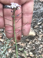 Dryopetalon runcinatum
