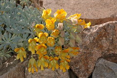 Tropaeolaceae