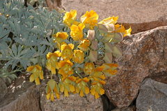 Tropaeolaceae