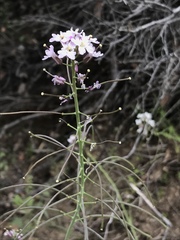 Dryopetalon runcinatum