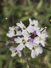 Dryopetalon runcinatum