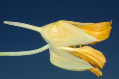 Tropaeolaceae