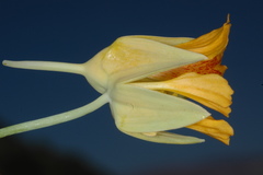 Tropaeolaceae