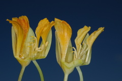 Tropaeolaceae
