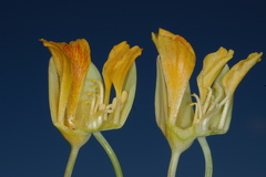 Tropaeolaceae