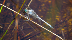 Orthetrum boumiera