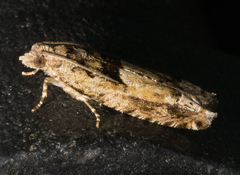 Pseudexentera