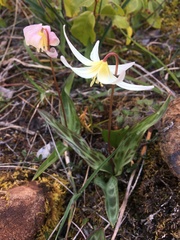 Erythronium citrinum