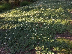 Fragaria