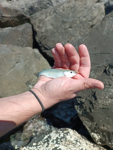 Oedalechilus labeo
