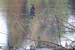 Anhinga anhinga