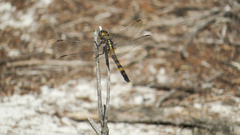 Orthetrum boumiera