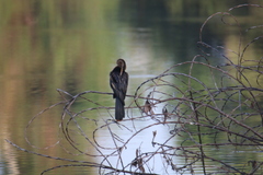 Anhinga anhinga