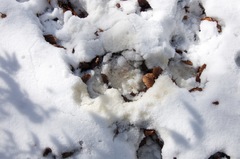 Canis lupus italicus