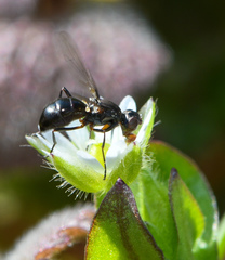 Nemopoda