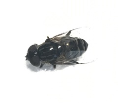 Eristalinus tarsalis