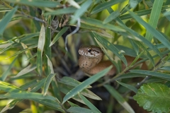 Galvarinus chilensis