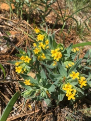 Lithospermum californicum