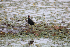 Jacana jacana hypomelaena