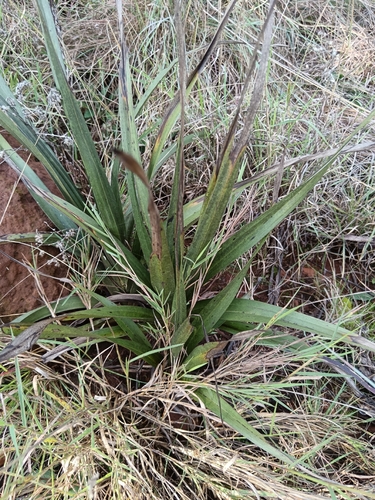 Hypoxis obtusa, photograph 2