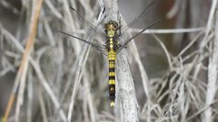 Orthetrum boumiera