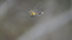 Orthetrum boumiera