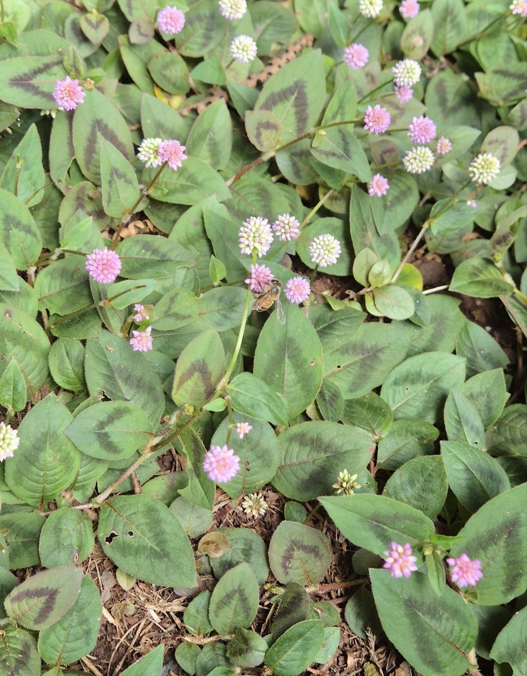 Persicaria capitata