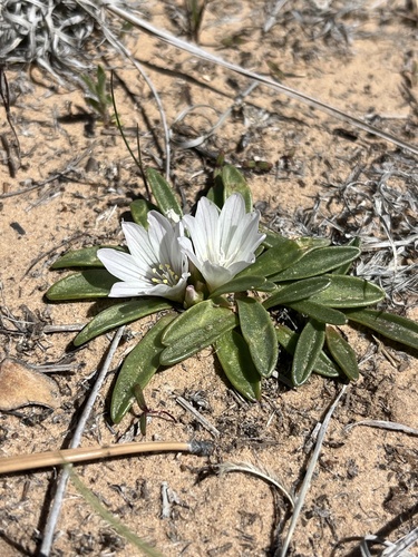 Lewisia brachycalyx, photograph 1