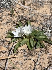 Lewisia brachycalyx, photograph (c) Grant Chovil, some rights reserved (CC BY)