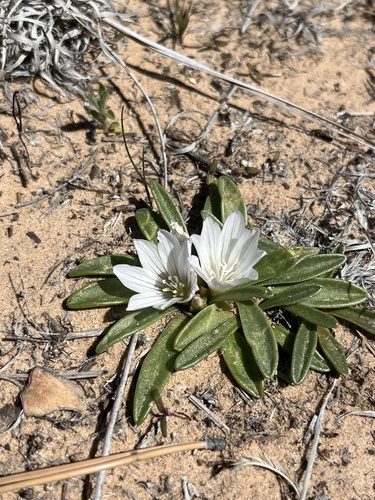 Lewisia brachycalyx, photograph 2