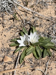 Lewisia brachycalyx, photograph (c) Grant Chovil, some rights reserved (CC BY)