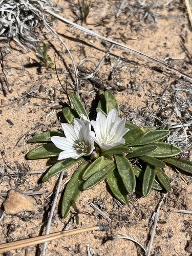 Lewisia brachycalyx, photograph 3