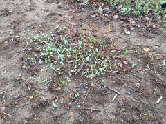 Erythronium americanum