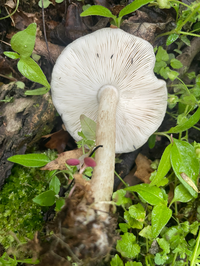 Pluteus cervinus · April 2026 · photo: © skatepunk (iNaturalist, cc0)