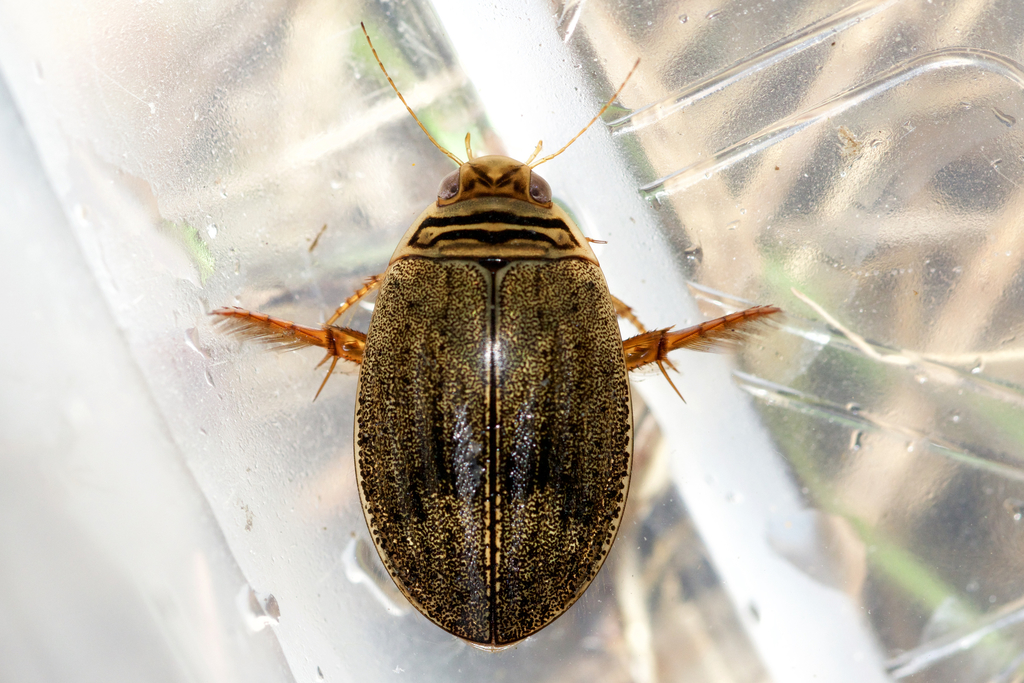 Woodland Predaceous Diving Beetle