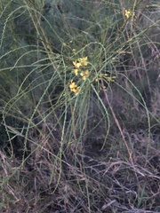 Parkinsonia aculeata