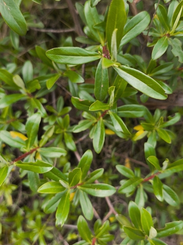 Escallonia resinosa, photograph 6